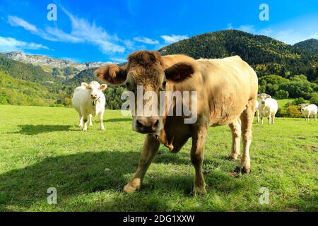 Kuh auf der Alm, mit Bergen im Hintergrund. Stockfoto
