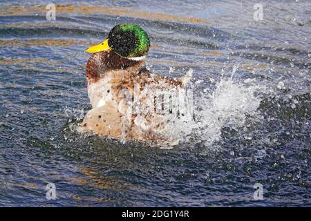 An einem sonnigen Winternachmittag entlang des Deschutes River im Zentrum von Oregon in der Nähe der Stadt Bend, federt eine drake Stockente ihre Federn. Stockfoto