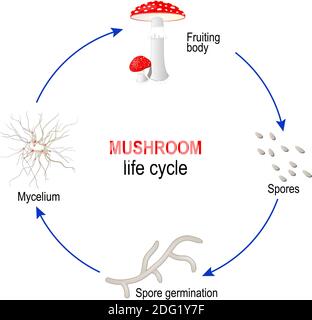 Pilzlebenszyklus von Sporen zu Mycel und Pilzen (Fruchtkörper). Amanita muscaria. Vektordiagramm für Bildung, Wissenschaft und biologische Verwendung Stock Vektor