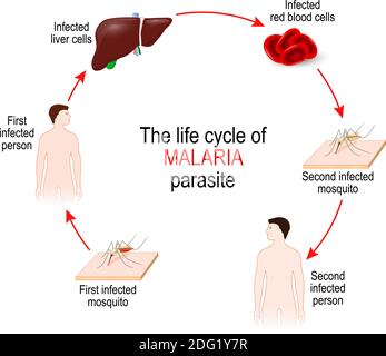 Lebenszyklus eines Malariaparasiten (von der ersten infizierten Mücke bis zur zweiten infizierten Person). Malaria ist eine Krankheit, die durch einen Parasiten Plasmodium verursacht wird Stock Vektor