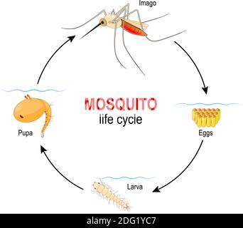 Moskitolebenszyklus. Vier Stufen: Ei, Larve, Pupa und adultes Insekt. Vektordiagramm für Bildung, Wissenschaft, biologische und medizinische Verwendung Stock Vektor