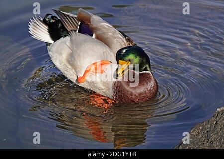 An einem sonnigen Winternachmittag entlang des Deschutes River im Zentrum von Oregon in der Nähe der Stadt Bend, federt eine drake Stockente ihre Federn. Stockfoto