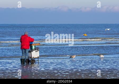 Shrimper Sortierung Fang von Garnelen Schleppnetz / Dragnet am Strand entlang der belgischen Nordseeküste gefangen, Belgien Stockfoto