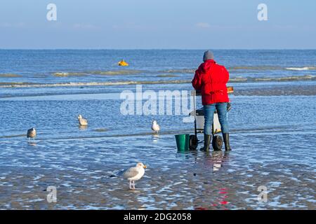 Shrimper Sortierung Fang von Garnelen Schleppnetz / Dragnet am Strand entlang der belgischen Nordseeküste gefangen, Belgien Stockfoto