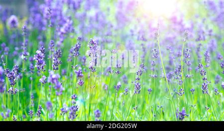 Sommerlandschaft. Blühendes Lavendelfeld in Frankreich. Panoramalandschaft. Stockfoto