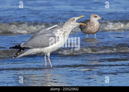 Europäische Heringsmöwe (Larus argentatus) Erwachsener im nicht-brütenden Wintergefieder, der Nahrung / tote Fische verteidigt In flachem Wasser und Rufen Stockfoto