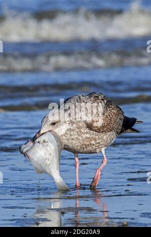 Europäische Heringsmöwe (Larus argentatus) Jugendlicher, der mit toter Scholle (Pleuronectes platessa) weggeht Am Strand an Land gewaschen Stockfoto