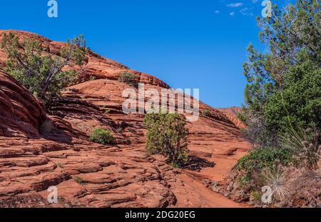 Pflanzen und versteinerte Dünen, Snow Canyon State Park, St. George, Utah. Stockfoto