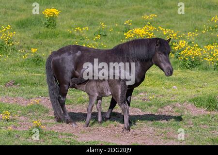 Braunes Islandpferd (Equus ferus caballus / Equus Scandinavicus) Stute Stillfohlen auf Wiese im Sommer, Island Stockfoto