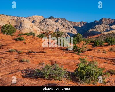 Sandstein mit Kreuzbett, Petrified Dunes, Snow Canyon State Park, Saint George, Utah. Stockfoto