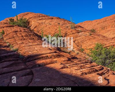 Sandstein mit Kreuzbett, Petrified Dunes, Snow Canyon State Park, Saint George, Utah. Stockfoto