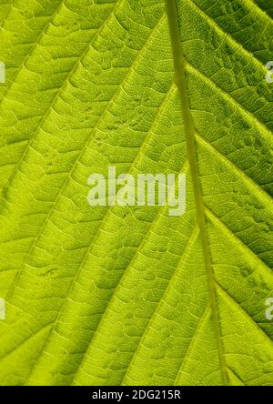 Grünes Blatt Makro erschossen Stockfoto