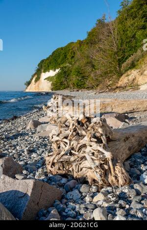 Sassnitz, Deutschland. August 2020. Eine Baumwurzel liegt in der Nähe der Wissower Kliniken im Nationalpark Jasmund am Strand. Quelle: Stephan Schulz/dpa-Zentralbild/ZB/dpa/Alamy Live News Stockfoto