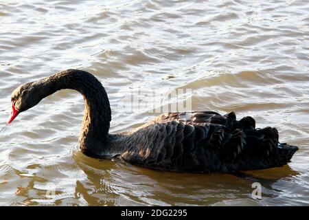 Seitenprofil von Black Swan am Hemlington Lake im Norden Yorkshire Stockfoto