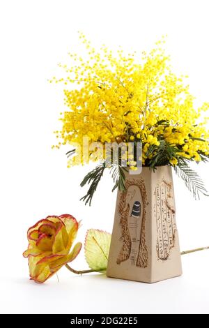 Pflanze genannt Mimosa in Vase mit weißem Hintergrund Stockfoto