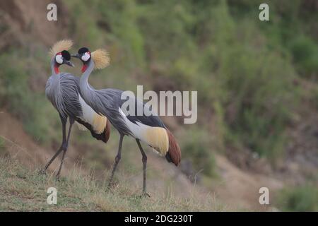 Ein Paar afrikanisch gekrönter Kraniche, die in masai mara, kenia, gemeinsam umwerben Stockfoto