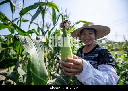 Kleinlandwirtschaft im ländlichen China - Bio-, Subsistenzlandwirtschaft. Eine Bäuerin bewässert ihre Produkte und bietet dem Fotografen Mais an. Stockfoto