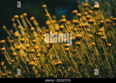 Feld voller gelber santolina in einem Feld A Sonniger Sommertag Stockfoto