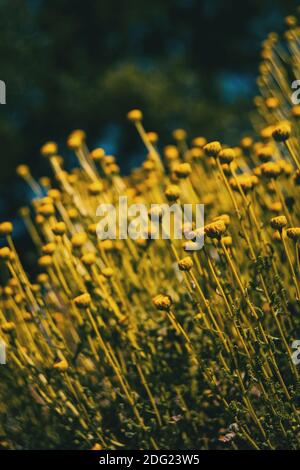 Feld voller gelber santolina in einem Feld A Sonniger Sommertag Stockfoto