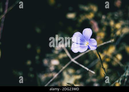 Eine einzelne kleine lila Blume auf der rechten Seite von Das Foto in der Natur Stockfoto