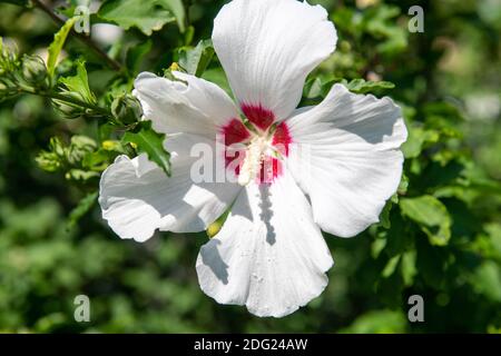 Weiße und rote Hollyhock Blume im Saint James Park in der Innenstadt. Die Gegend ist berühmt für ihre schönen Gärten. Stockfoto