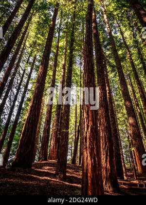 Blick auf den Sequoia Tree Wald in Cabezón de la Sal - Santander (Spanien) Stockfoto