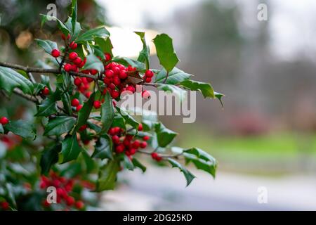 Ein grünes Holly Leaf mit roten Beeren auf einem Bush Draußen Stockfoto