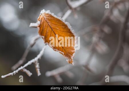 Ein gefrorenes Blatt auf einem Ast im Wald im Winter, Nahaufnahme Stockfoto