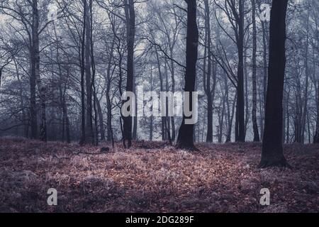 Herbstwald, Baumstämme im Nebel, trockenes Wetter Stockfoto