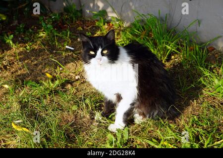 Schwarz und weiß niedliche Katze posiert auf Gras Stockfoto
