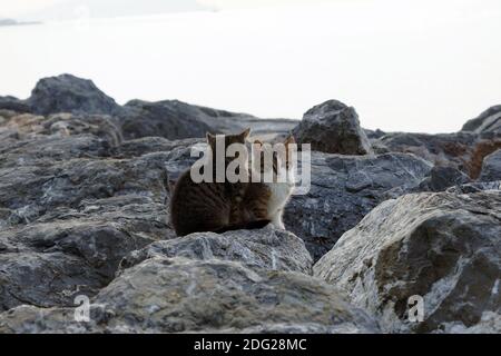 Zwei niedliche und schöne Kätzchen auf Felsen Stockfoto