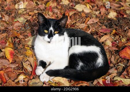 Schöne streunende Katze posiert auf Blättern im Herbst Stockfoto