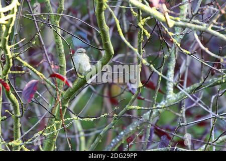 Gewöhnliche weibliche Chaffinch in den Zweigen eines Baumes thront Im Stainton Quarry Nature Reserve in North Yorkshire Stockfoto