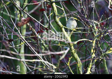Common Chaffinch Weibliche Vogel auf einem Baum im Wald an Stainton North Yorkshire Stockfoto