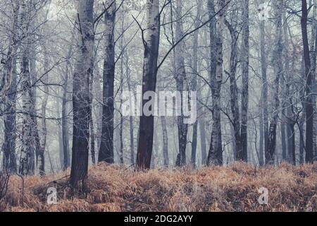 Herbstwald, Baumstämme im Nebel, trockenes Wetter Stockfoto