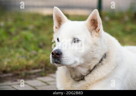Alte weiße schweizer Schäferhund posiert draußen Stockfoto