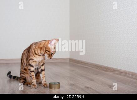 Hungrige Bengalkatze schaut auf Nahrung mit nassem Katzenfutter. Stockfoto