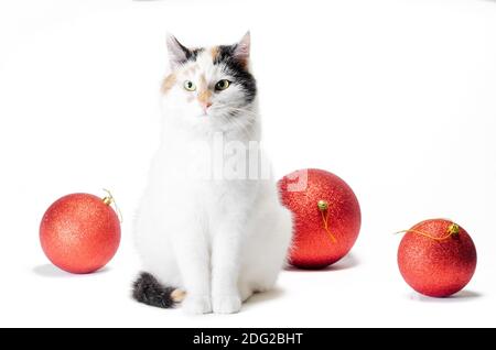 Erwachsene flauschige tricolor Katze mit großen roten weihnachtskugeln Stockfoto