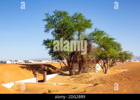 Wilde Ghafs und in Sandgebäuden in einer sandigen Wüste in Al Madam begraben Geisterdorf in Vereinigte Arabische Emirate begraben. Stockfoto