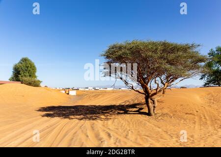 Akazienbaum und wilde Ghafenbäume in einer sandigen Wüste in Al Madam begraben Geisterdorf in den Vereinigten Arabischen Emiraten, Reifenspuren auf Sand. Stockfoto