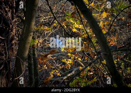 Graureiher (Ardea cinerea) auf einem Zweig in Autumn Woodland, London, Großbritannien Stockfoto