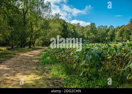 Unbefestigte Straße, die rund um das Feld voller hängenden geht Sonnenblumenkernköpfe am Ende der Vegetationsperiode Mit den Wäldern im Hintergrund auf einem Stockfoto