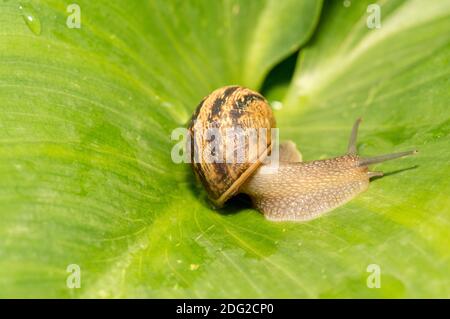 Schnecke, die sich langsam auf einem grünen Blatt bewegt Stockfoto