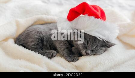 Weihnachten grau britischen Katze Porträt. Kätzchen in weihnachtsmann Hut schlafen auf weichen flauschigen weißen karierten. Neujahr grau Kätzchen Katze schlafen. Gemütlicher Katzenschlaf Stockfoto