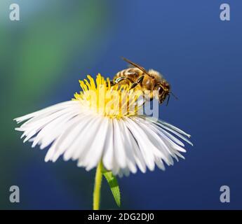 Makro einer Biene, die Nektar bei einem weißen Aster sammelt Blüte Stockfoto