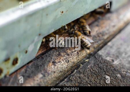 Die Bienen an der Vorderseite hive Eingang Makro Nahaufnahme. Bienen fliegen in die Struktur. Honey Bee in den Bienenkorb. Bienenstöcke in einem Bienenhaus arbeiten mit Bienen fliegen auf die La Stockfoto