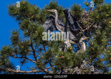 Graureiher (Ardea cinerea) Jungvögel Stockfoto