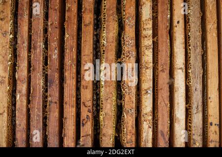 Offener Bienenstock mit Bienen krabbeln entlang des Bienenstocks auf Wabenholzrahmen. Bienenzucht-Konzept. Stockfoto