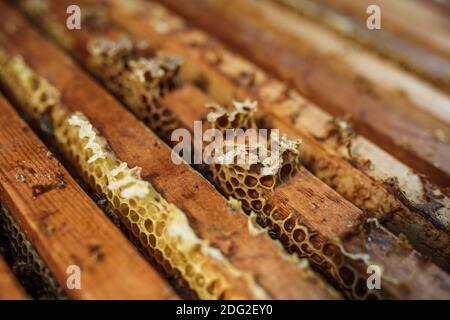 Offener Bienenstock mit Bienen krabbeln entlang des Bienenstocks auf Wabenholzrahmen. Bienenzucht-Konzept. Stockfoto