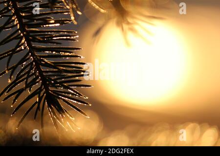 Silhouette eines Fichtenzweiges im Raureif vor dem оrange goldenen Hintergrund der aufgehenden Sonne an einem frostigen Wintermorgen. Stockfoto